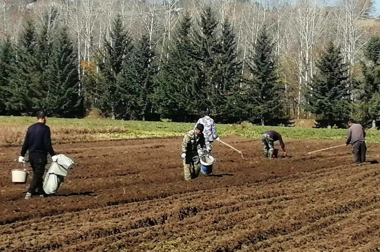 綠化苗木 (2).jpg