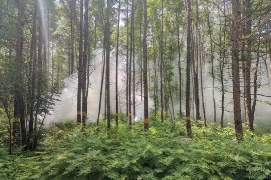 1752563180687470.jpg 大川林場(chǎng)開(kāi)展森林病蟲害防治工作(2).jpg