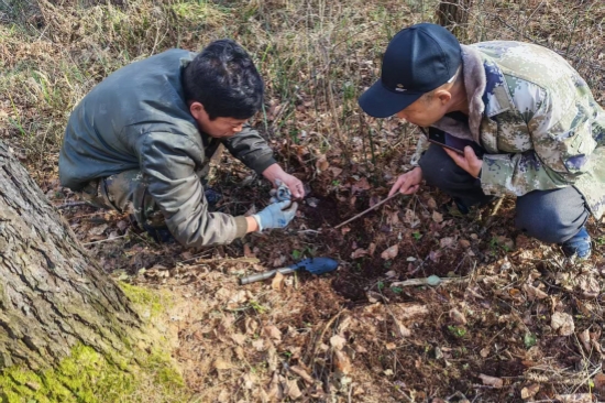 1763963005843687.jpg 泉林公司全面開展越冬前蟲情調(diào)查工作(3).jpg